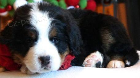 �t��ata bernsk�ch horsk�ch ps�.