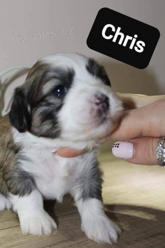 Havanese bichon �t��ata