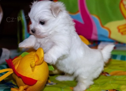 kr�sn� a doma tr�novan� maltsk� �t��ata