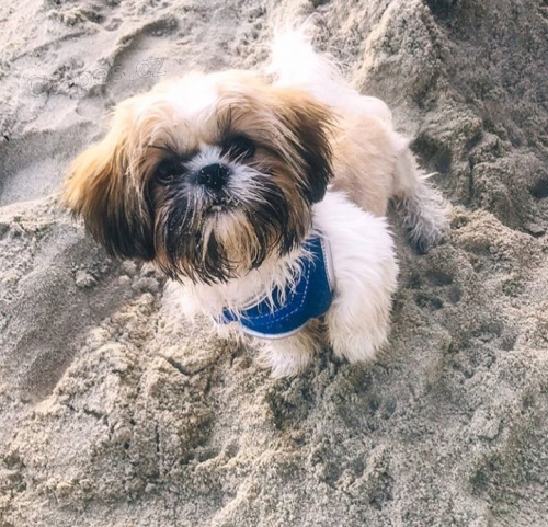 Kr�sn� �t��ata shih-tzu jsou k dispozici pro adopci