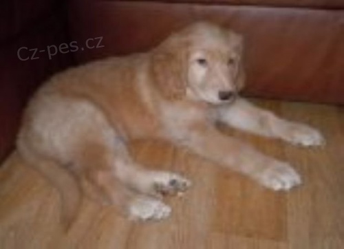 �t���tko hovawarta s PP