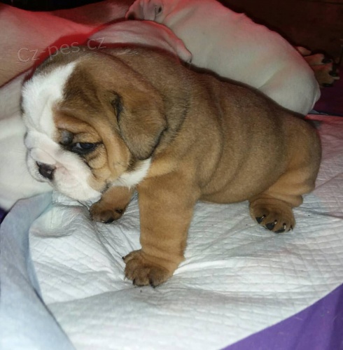 Anglicky buldo�ek �t��ata k dispozici pro adopci