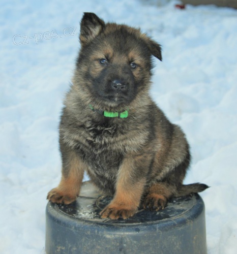 N�meck� ov��k s PP - v�b�rov� chov