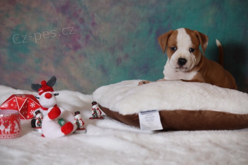 �t��ata americk�ho staford��rsk�ho teri�ra