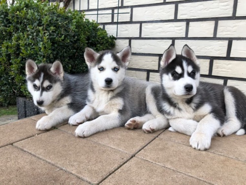Sib�rsky husky, hasky �teniatka s PP