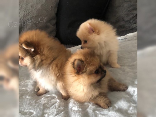 Pomeranian �t��ata s PP FCI 