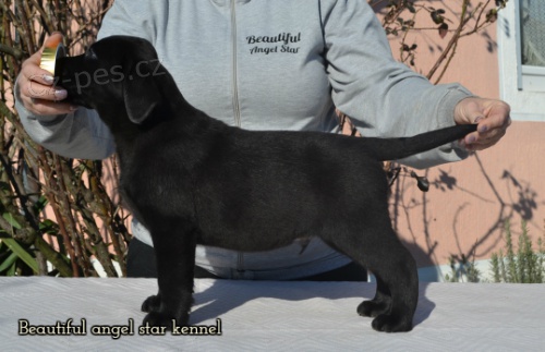 �teniatka retrievera Labradora