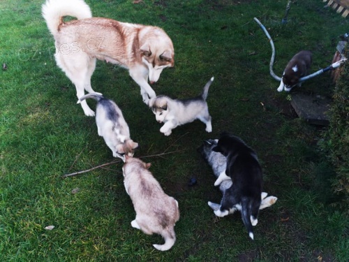 V�cebarevn� �t��ata sibi�sk� husky s FCI