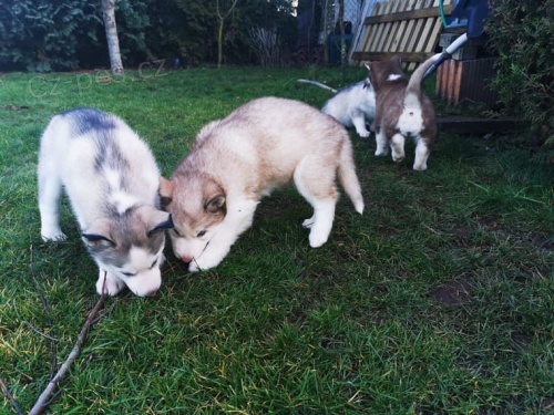 �t��ata �istokrevn�ch sibi�sk�ch husky.