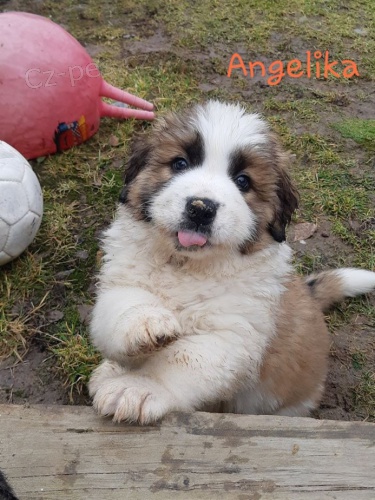 Moskevsk� str�n� pes