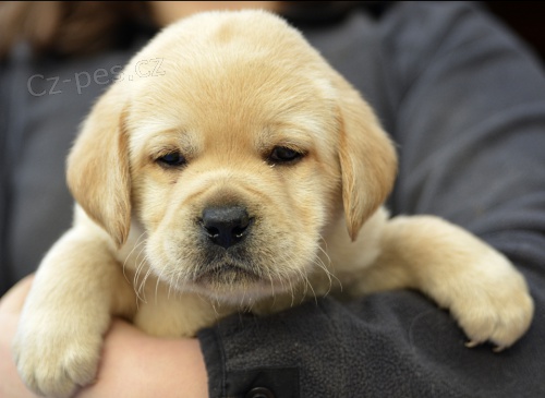 �istokrevn� �t��ata Labradora testy DNA