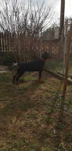 �t�n� Dobermana