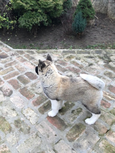 Americk� �t��ata akita