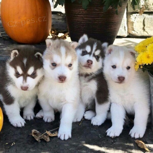 Cistokrevn� sibirsk� husky, kr�sn� �ten�tka testy DNA