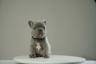 �t��ata francouzsk�ho buldoka