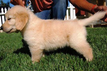 �teniatka Zlat�ho retrievera s PP