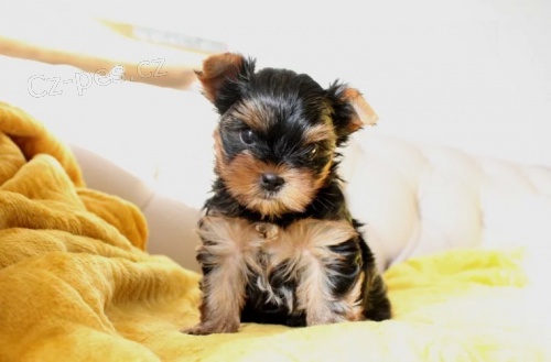 �t��ata york��rsk�ch teri�r� mini