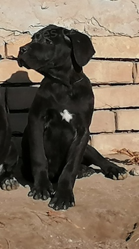 Cane corso �t��ata