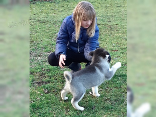 Prod�m Sibi�sk� husky �t��ata FCI