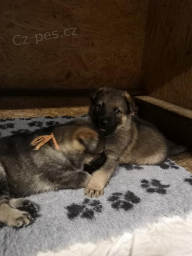 N�meck� ov��k �t��ata s PP