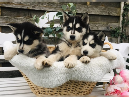 Prod�m �t��ata sibi�sk�ho huskyho