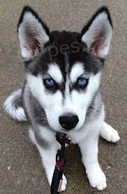 nyn� k dispozici.Kr�sn� a hrav� �t��ata sybersk� husky jsou k dispozici k adopci. Tato �t��ata jsou nyn� k dispozici a hledaj� nov� domov.