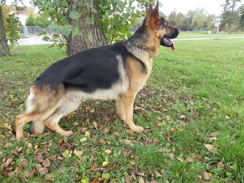 N�meck� ov��k - nab�dka kryt�