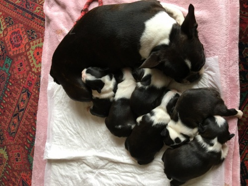 �t��ata bostonsk�ho teri�ra