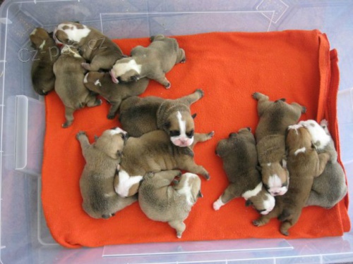 Kouzluj�c� �t���tka anglick�ch buldok�