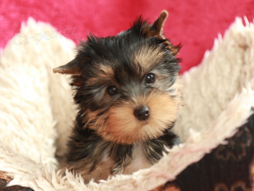 Fenka jork��rsk�ho teri�ra