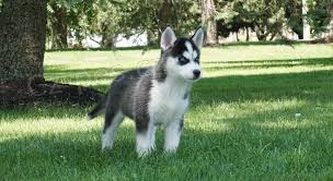 NAB�Z�ME �t��ata sibi�sk�ho husky. P�ijm�te �t���tka sibi�sk�ho huskyho. V�m, �e jsou zdrav� a byla o�kov�na