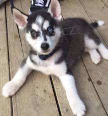 NAB�Z�ME �t��ata sibi�sk�ho husky. P�ijm�te �t���tka sibi�sk�ho huskyho. V�m, �e jsou zdrav� a byla o�kov�na