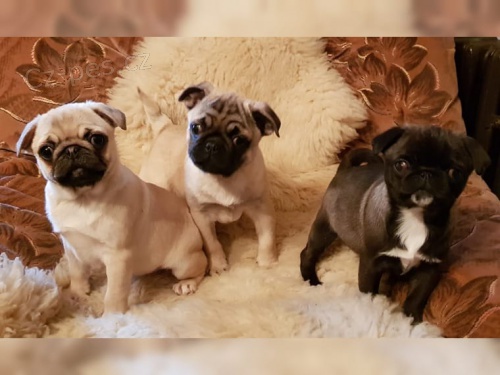 �t���tka mopsl�k�, zdrav� �t���tka