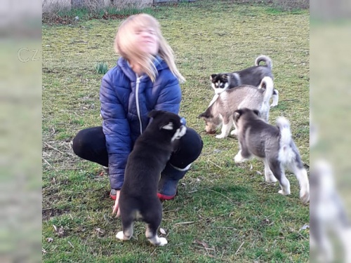 Sibi�sk� husky �t��ata.