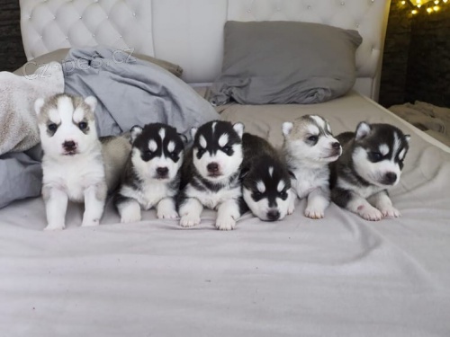 �t��ata sibi�sk�ho husky z kontrolovan�ho chovu VDH / DCNH.