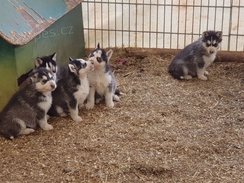 �t�n� sibi�sk�ho husky (pes / fena) s pap�ry od renomovan�ho chovu !!
