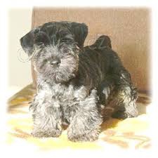 �esk�ho teri�ra