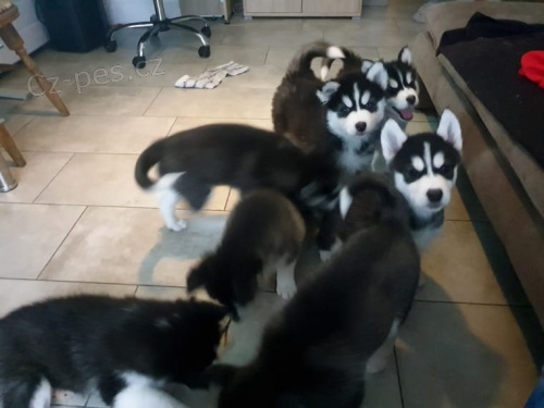 Typick� sibi�sk� husky