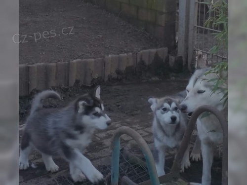 Husky / husky �t�n� s Rodokmen