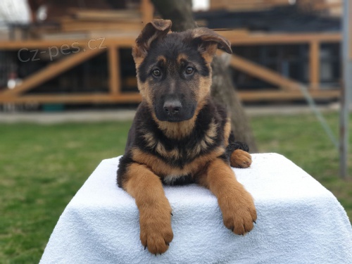 �t��ata n�meck�ho ov��ka