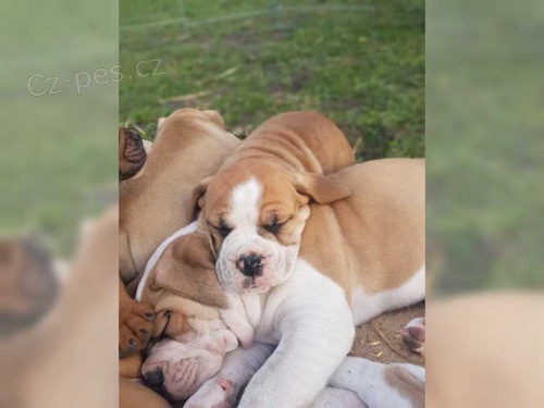 Anglick� buldok s FCI