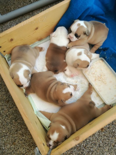 Kvalitn� anglick�ho buldoka z kontroln�ho chovu