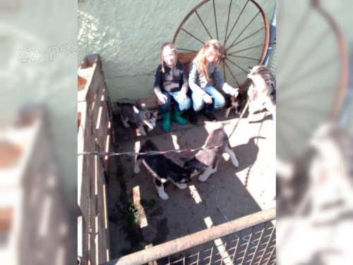 Kr�sn� husky �t��ata s PP-VDH,FCI