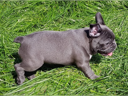 Dotaz k inzeratu nyn� k dispozici, kr�sn� a hrav� �t��ata bosfrancouzsk� buldo�ek samc� a samic k dispozici k adopci 12 t�dn� star� na