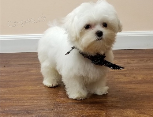 Dotaz k inzeratu nyn� k dispozici, kr�sn� a hrav� �t��ata malt�tina samc� a samic k dispozici k adopci 12 t�dn� star� na