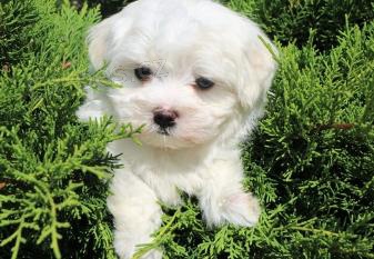 Dotaz k inzeratu nyn� k dispozici, kr�sn� a hrav� �t��ata malt�tina samc� a samic k dispozici k adopci 12 t�dn� star� na