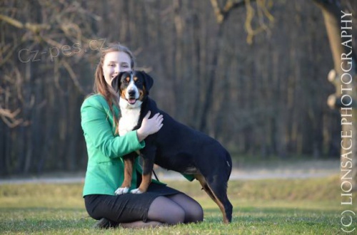 Entlebu�sk� sala�n�cky pes