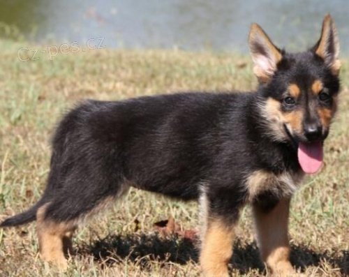 �t��ata n�meck�ho ov��ka