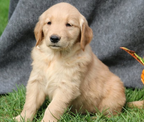 �t��ata zlat�ho retr�vra