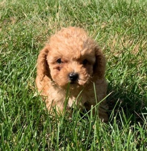 Pudlov� �t��ata